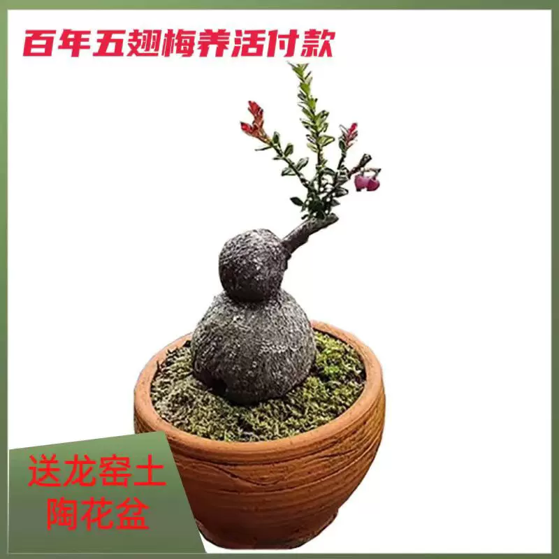 石井盆栽】風香窯 鉢 盆栽鉢 p-067 【公式通販】