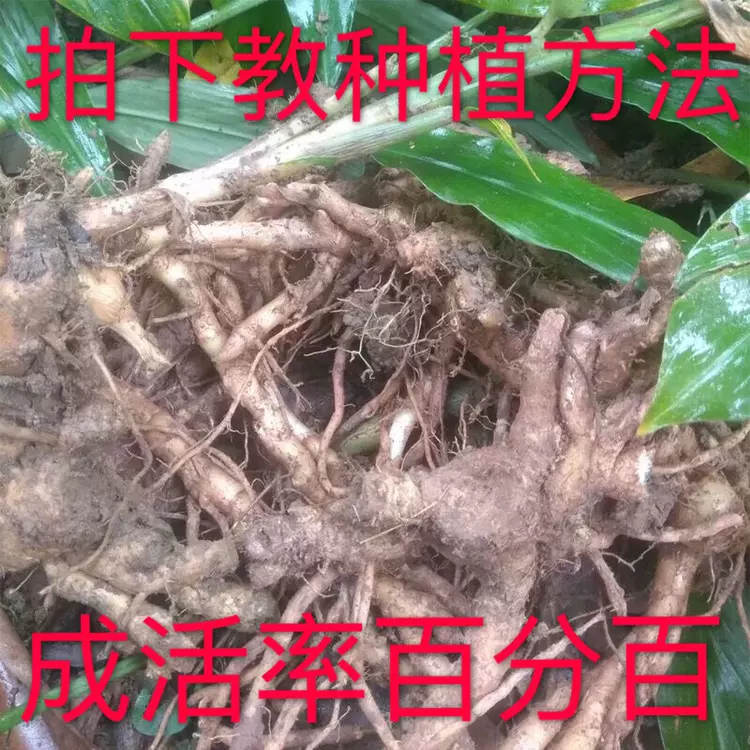 阳荷姜种苗洋荷姜种根湖北恩施洋火笋新鲜