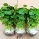 Large-leaf Copper Cotton Grass hydroponic plants indoors good for fish tank water plants special water-raising money grass flowers green plants potted plants