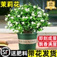 Jasmine potted saplings, Jiulixiang old pile green plants, easy to grow indoors, flowers blooming all year round