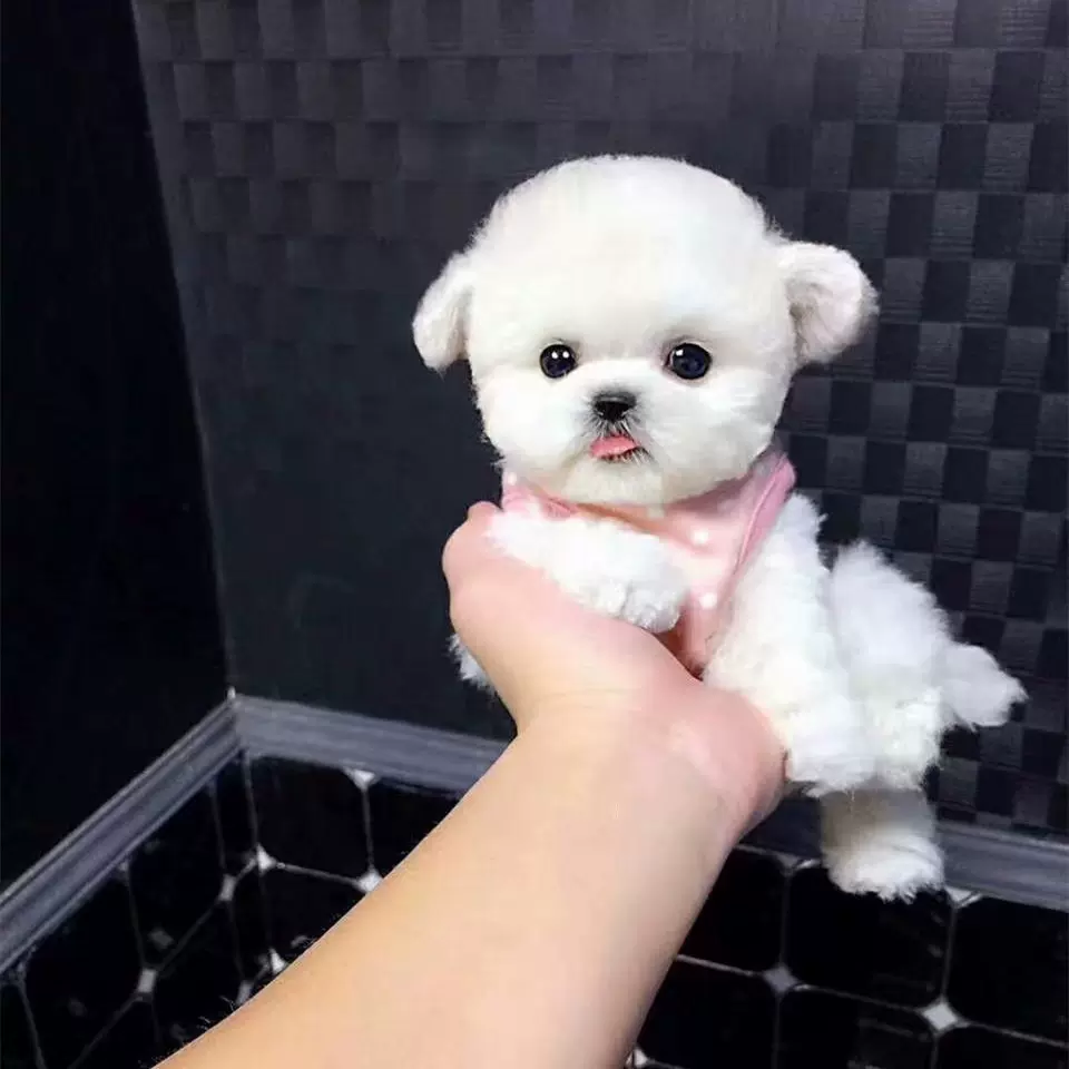 纯种比熊犬小型茶杯犬米奇飞耳比熊小体贵宾泰迪