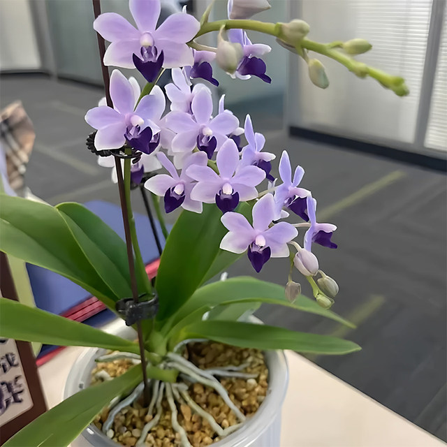 Phalaenopsis, Fennel, Purple Belt and Foil, imported varieties, perennial potted plants with buds, orchid seedlings absorb color and are good for raising green plants.