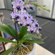 Phalaenopsis, Fennel, Purple Belt and Foil, imported varieties, perennial potted plants with buds, orchid seedlings absorb color and are good for raising green plants.