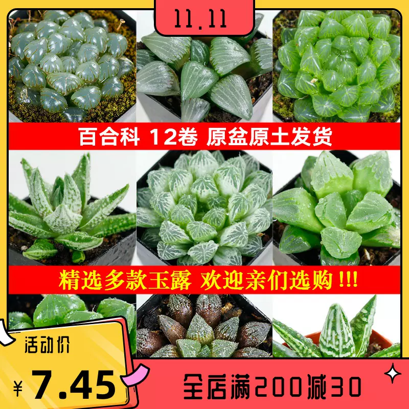 玉露多肉植物冰灯玉露姬玉露多肉植物十二卷樱水晶月影寿