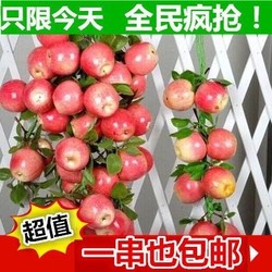 Simulated Vegetables and Fruits, Grape Bunches, Fake Corn Vines, Fake Chili Pepper Pendants, Restaurant, Kindergarten, Christmas Decorations