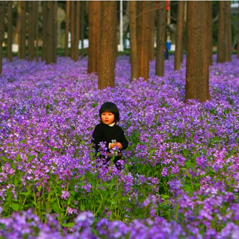 二月蘭種籽耐陰喜陰花種戶外庭院花草綠化植物種子