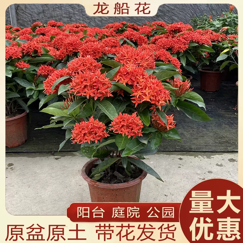 龙船花盆栽室内外阳台庭院四季开花植物老桩水绣球百日红带花发货-Taobao