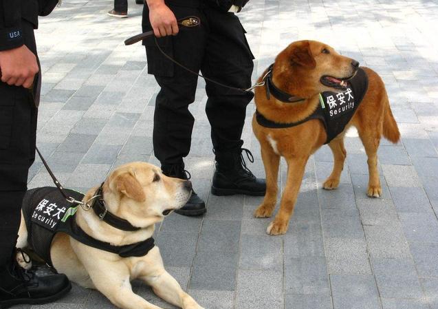 這5種犬,並不能做軍警犬哦 - 美優享 - 美麗優品分享好站,優品情報站