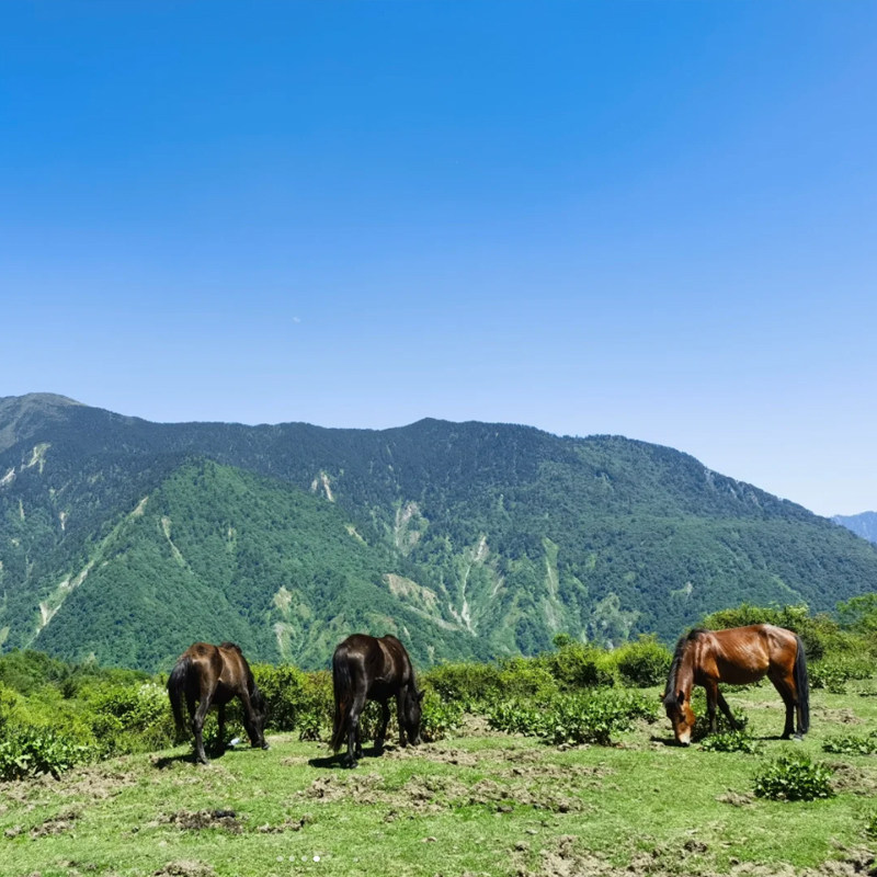 理小路毕棚沟1日游甲尔猛措徒步羌人谷滑雪阿尔沟一日游瓦屋山