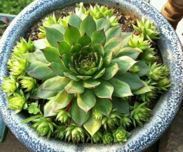 多肉观音莲徒长,穿裙子?学会3点养护