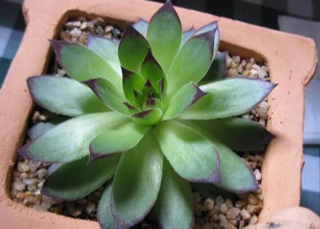 多肉观音莲徒长,穿裙子?学会3点养护