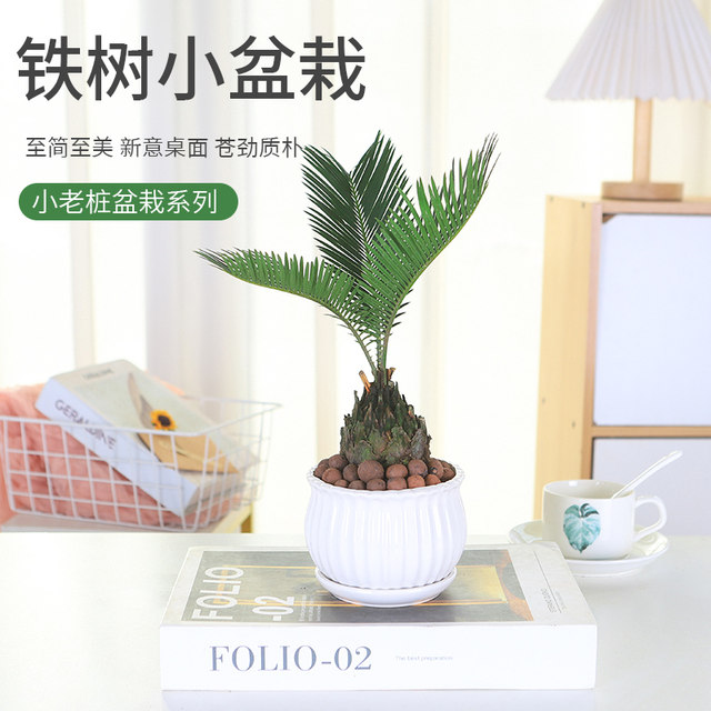 Hydroponic plant small iron tree indoor potted cycad bedroom living ...