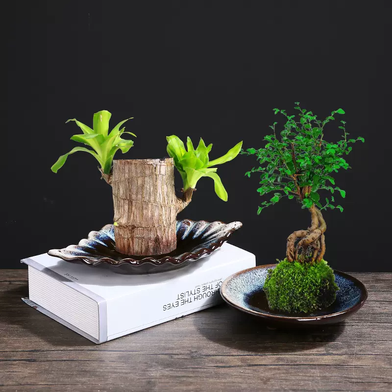 巴西木花盆託盤幸運木富貴竹苔蘚球菖蒲水培盆栽造