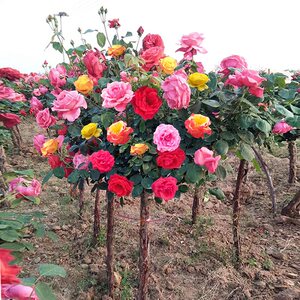 
Tree-shaped rose tree Four seasons big flower old pile high pile rose tree stump rose grafted lollipop rose tree rose