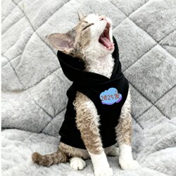 A great tool for taking photos of cats! Black printed hooded sweatshirt, V-neck, thin, versatile in all seasons, high production rate
