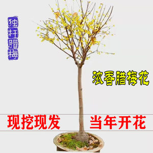 
Wintersweet flower saplings natively planted wintersweet garden potted wintersweet spring cold-resistant woody fragrant flower building