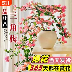 Green cherry bougainvillea potted plant with flowers, precious green plants, four-season flowering plants, indoor balcony, cold-resistant multi-color old piles