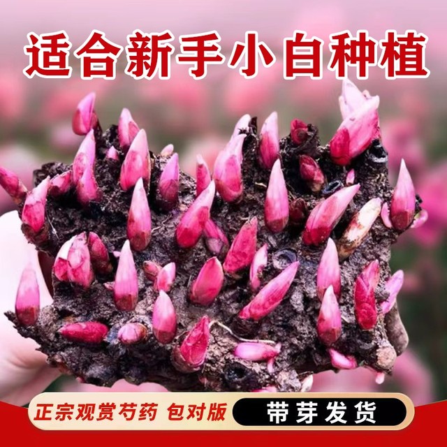 Double-flowered peony seedlings with buds and root blocks perennial balcony courtyard indoor and outdoor cold-resistant and heat-resistant potted plants