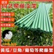 Climbing trellis, flower stand, plastic-coated steel pipe, rose beans, tomatoes, cucumbers, gardening fixed pole, grape plant support frame