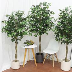 Large simulated plant banyan tree potting room