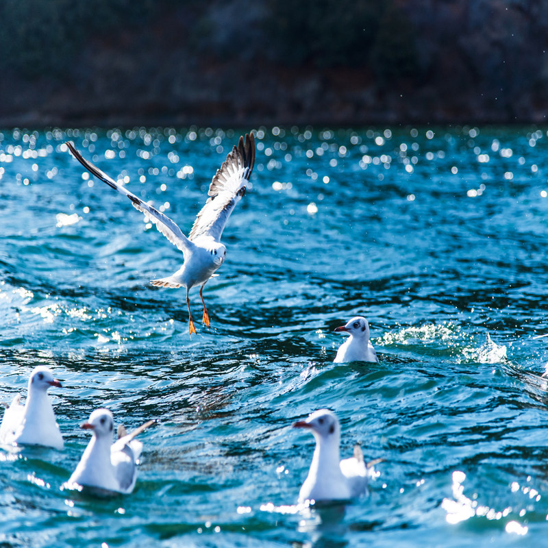8天7晚云南跟团旅游昆明大理丽江西双版纳玉龙雪山野象谷森林公园