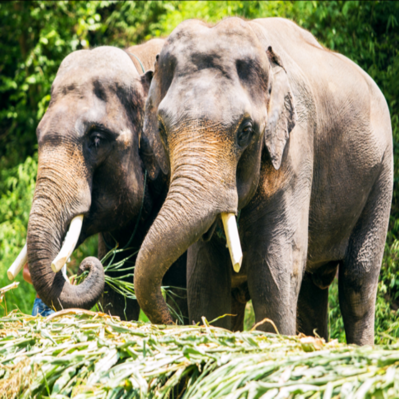 【12人小团】住喜来登/铂尔曼直飞西双版纳5天跟团游云南旅游纯玩