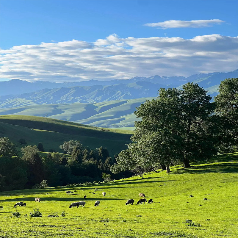 重庆旅游洪崖洞仙女山乌江画廊天生三桥李子坝磁器口5天4晚跟团游