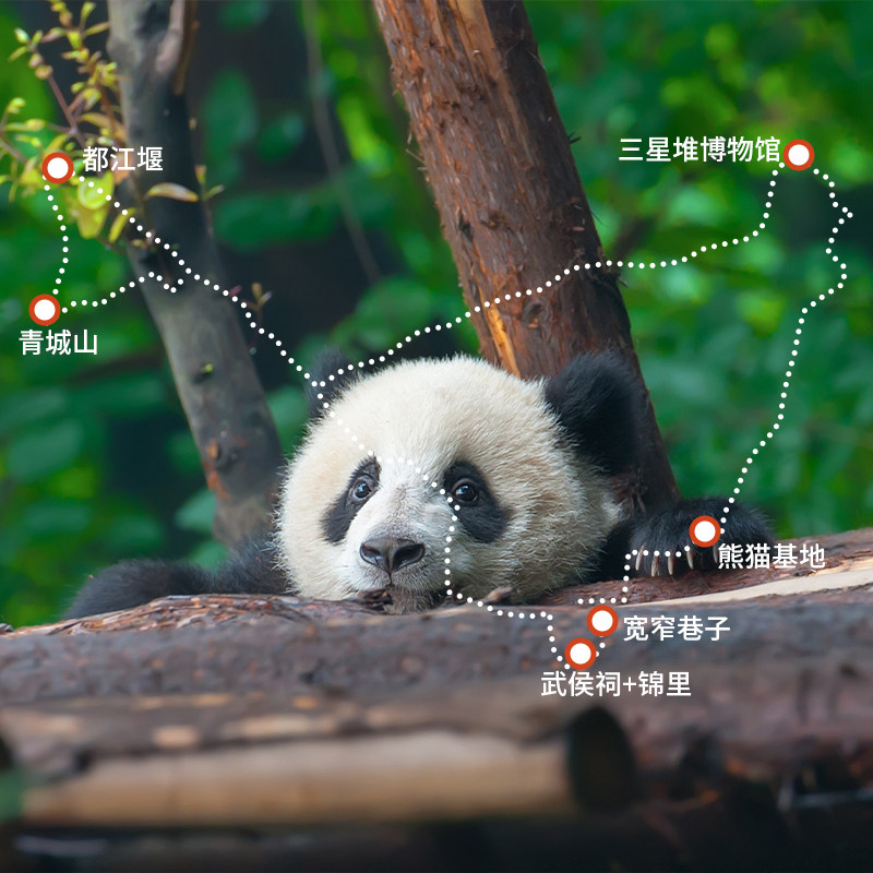 四川5日旅游 成都周边都江堰青城山三星堆熊猫基地武侯祠锦里跟团