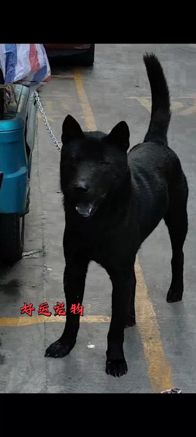 廣西土獵犬純種中華田園犬串串狗四角眼五黑神