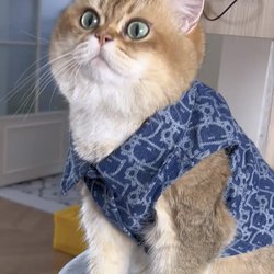 Cat autumn clothes, anti-shedding, spring and autumn clothes, denim clothes, gold gradient ragdoll cat, blue cat, British short pet clothing