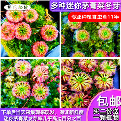 Drosera winter buds ready for delivery, super cost-effective plant