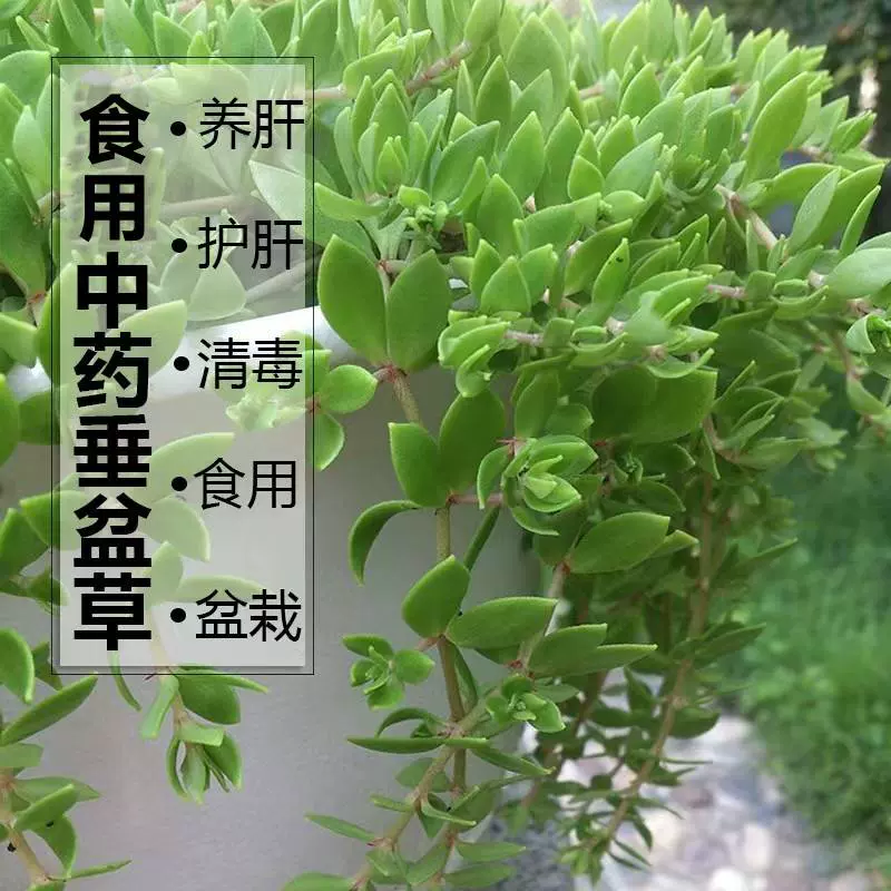 垂盆草盆栽可食用垂盆草养肝护肝降糖中药垂盆草品种齐全基地直发-Taobao