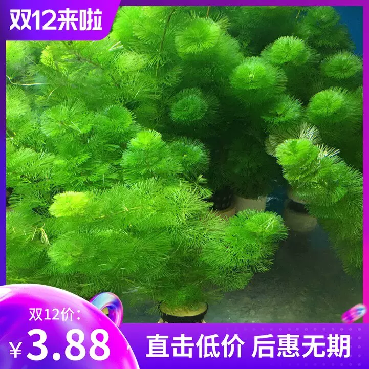 鱼缸水草淡水植物中后景有茎类水草鱼缸造景装饰真