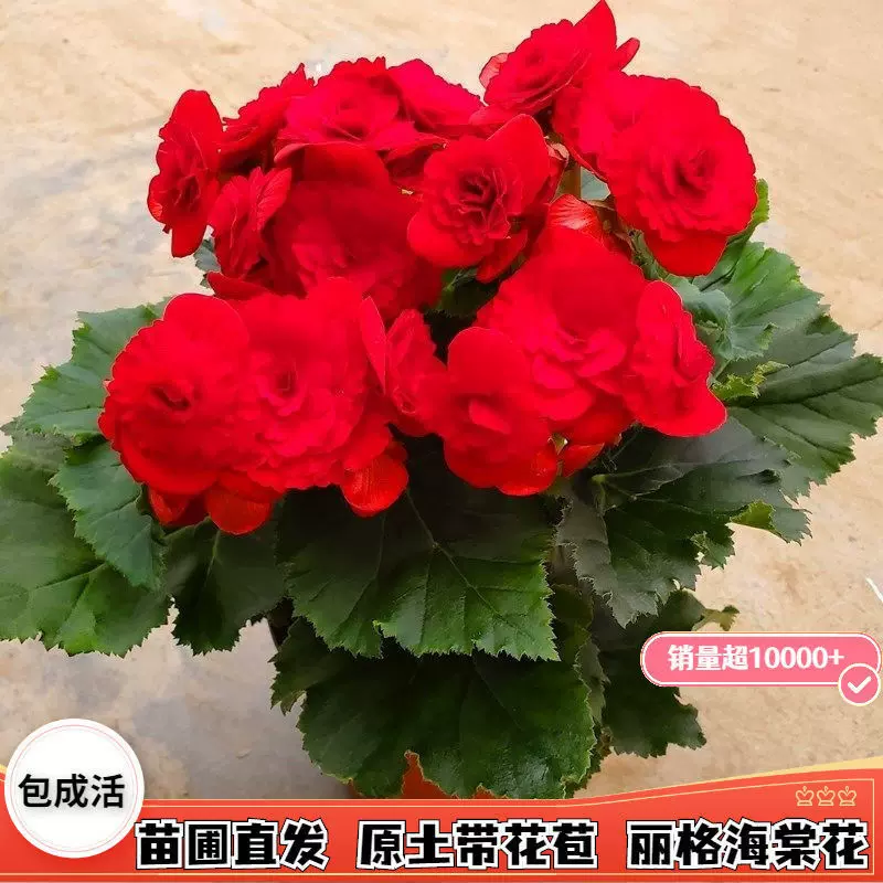 丽格海棠玫瑰夫妻海棠花室内盆栽花卉四季秋海棠花苗重辫带