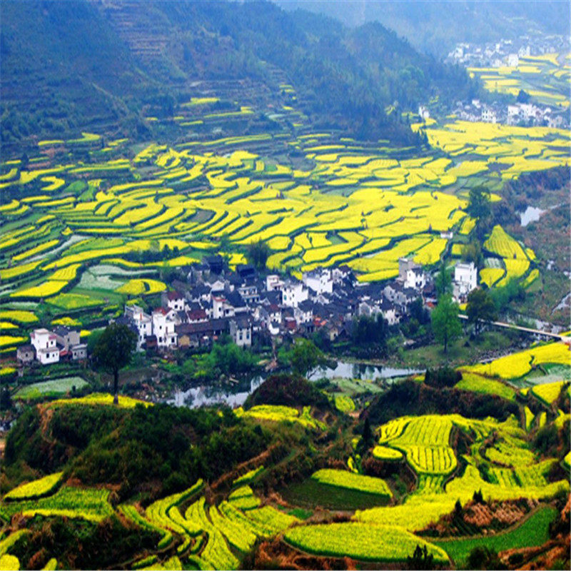 婺源出发东线一日2-8人小团(东线:李坑+晓起+江湾+汪口)