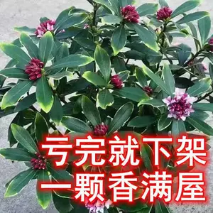 浓香花卉盆栽- Top 1万件浓香花卉盆栽- 2024年3月更新- Taobao