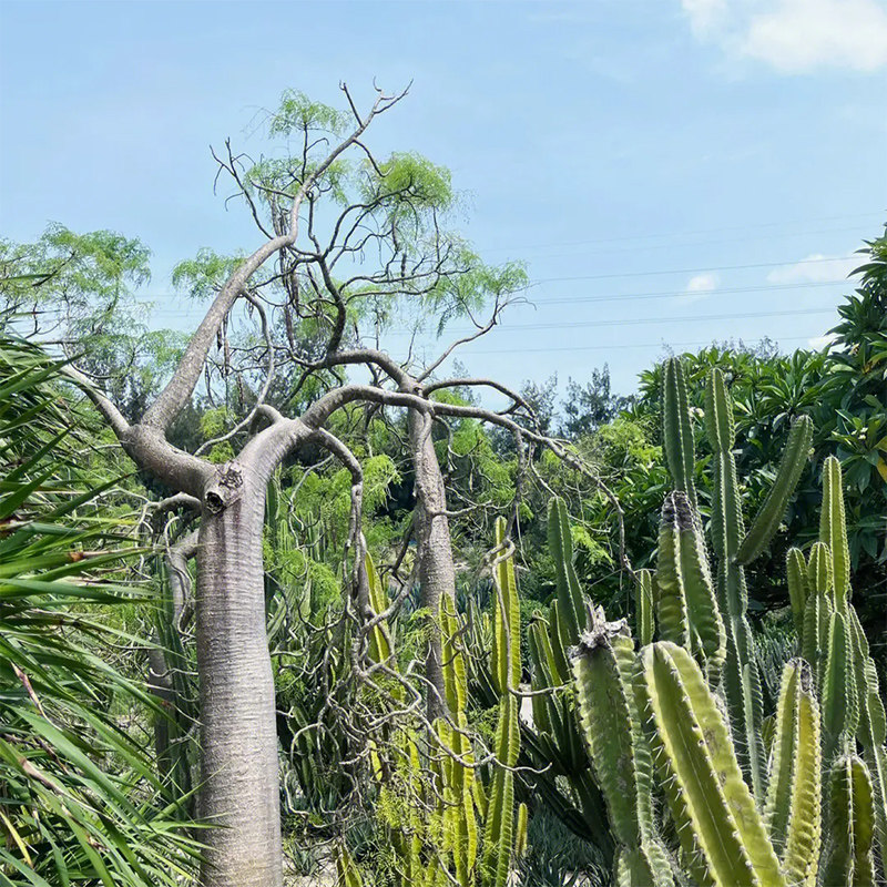 厦门鼓浪屿XIA门大学泉州西街2-16人团5天4晚鼓浪屿泉州旅游五日