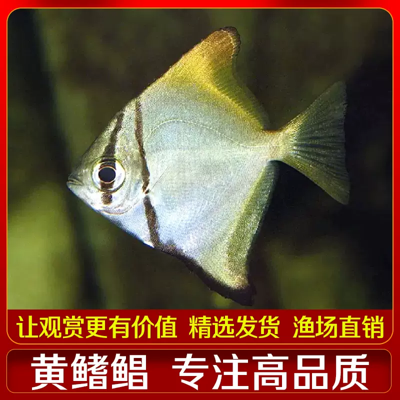黄鳍鲳鱼活体蝙蝠鲳鱼中大型热带观赏鱼群游鱼神仙鱼龙黄银大眼鲳