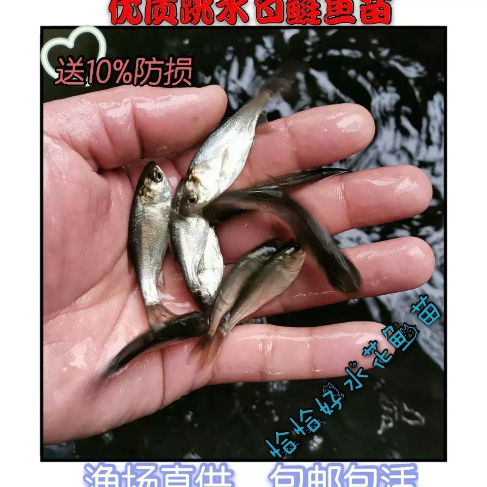 白鲢水花白鲢鱼苗活体淡水养殖重庆永川活体运输包邮