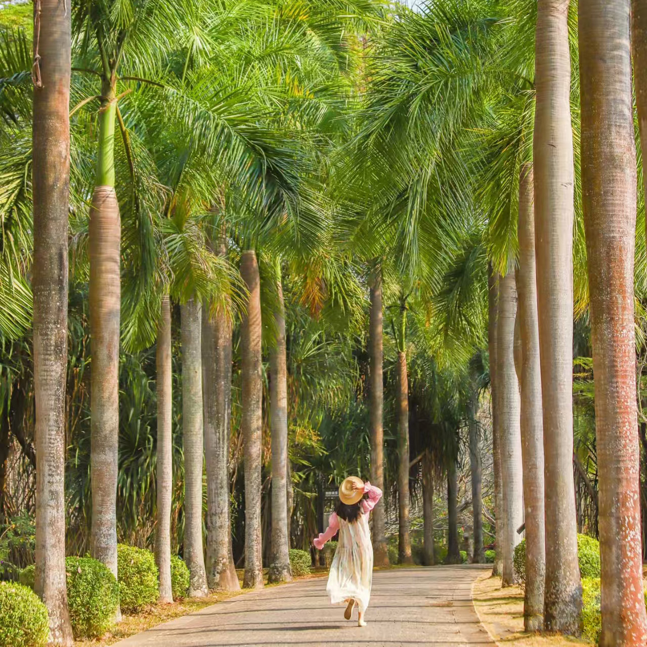 【温德姆·含导游】西双版纳5日旅游夕阳红父母游纯玩团12人小团