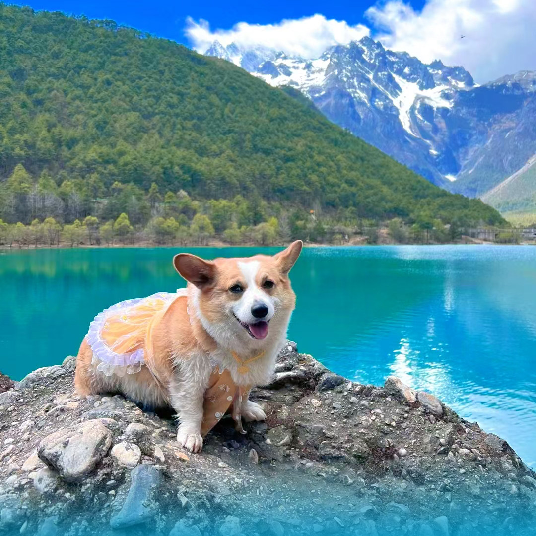 真纯玩·车销赔付 云南旅游6天5晚跟团游昆明大理丽江12人小团