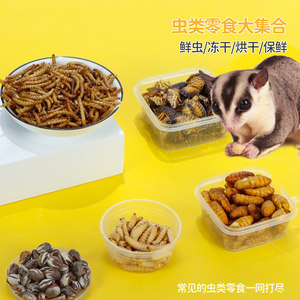 
Sugar glider hamster snacks, mealworms, silkworm chrysalises, flower branch rats, golden bears' food, corn worms, fresh worm food