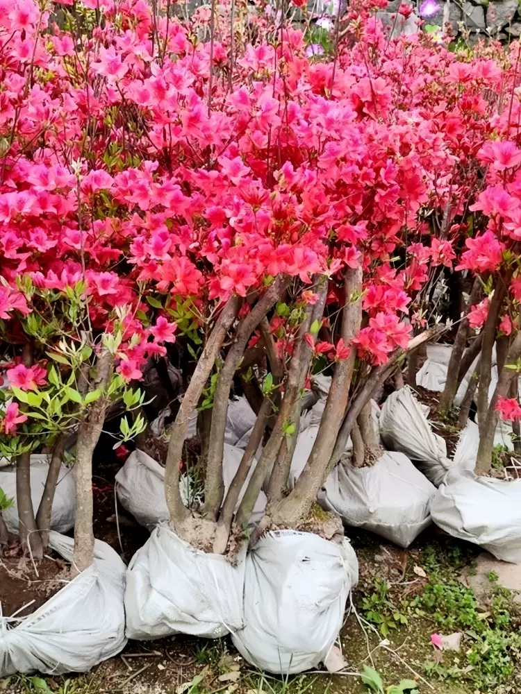 五彩锦带树苗高杆红王子花苗阳台盆栽花卉庭院耐寒耐旱大型风景树 