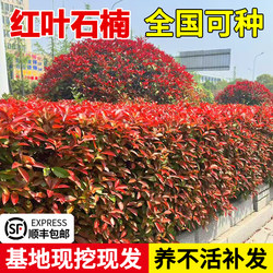 Red Leaf Stone Bamboo Tree Seedlings, Small Seedlings, Hedge Wall Greenery, Landscaping Plants, Fence Greenery, Garden Courtyard, Evergreen All Year Round
