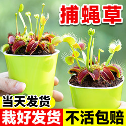 Extra large Venus flytrap potted pig cage cold-resistant green