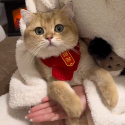 Cat Scarf, Cute New Yarn Pet Scarf, Bib, Dog Warm Accessory, Red Festive New Year