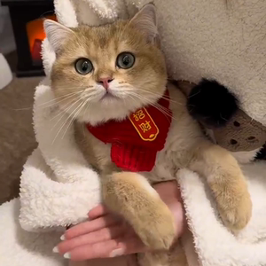 Cat bib puppy cute new product wool pet scarf Bib dog warm accessories red festive New Year
