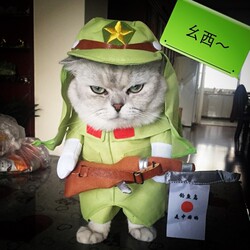 Cat Clothes, Funny Costumes, Halloween and Christmas Creative Outfits, Small Dog Pet Cos Transformation Costumes