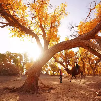 内蒙古额济纳旗胡杨林 库布齐沙漠 居延海 黑城遗址5天4晚私家团