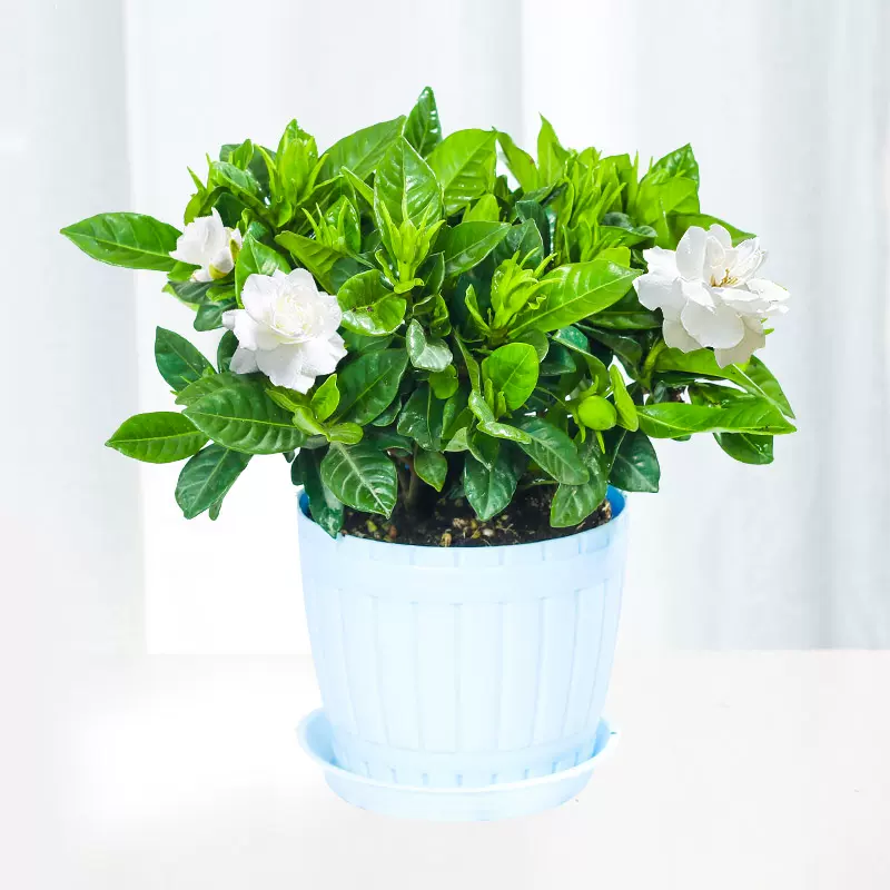 梔子花盆栽帶花苞室內花濃香型辦公室觀花植物綠